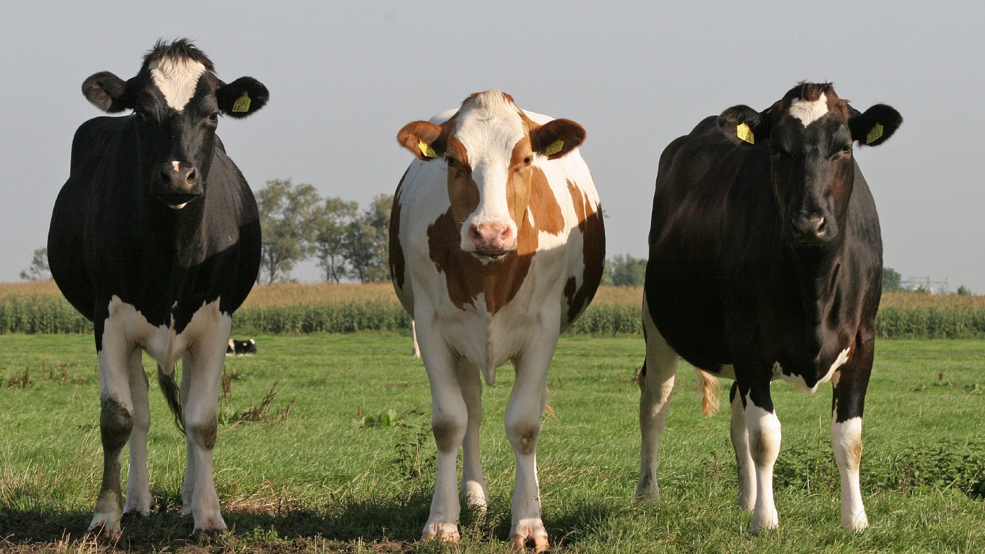 koeien spotten in de wei in Midden-Delfland