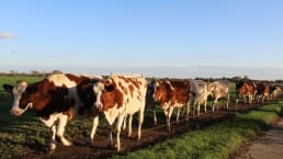 roodbonte koeien van Melk Lokaal Westgaag lopen achter elkaar terug naar de stal uit een weiland in Midden-Delfland