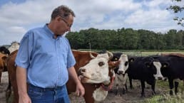 Boer Jeroen van der Kooij van Hoeve Rust-hoff in Midden-Delfland met zijn koeien blaarkoppen in het weiland