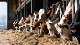 Hoeve Ackerdijk koeien in de stal staan te eten campina boerderijdag 2023