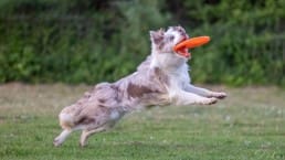 hondensporten hond vangt frisbee