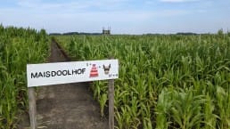 ingang van het maïsdoolhof bij Hoeve Bouwlust in Midden-Delfland