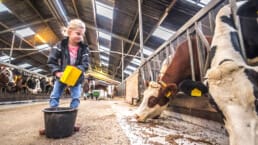 klein meisje met blond haarhelpt de boer met het voeren van de koeien met hooi in Midden-Delfland tijdens Boer zoekt hulp georganiseerd door ANV Vockestaert