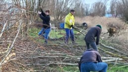 vrijwilligers die bomen aan het knotten zijn in Midden-Delfland