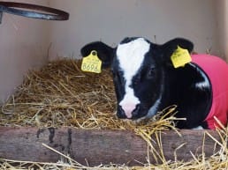 adopteer een koe kalfje in een hok met een roze deken bij Boerin in Midden-Delfland