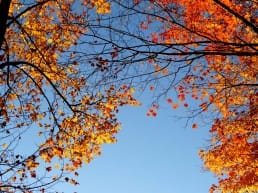 herfst midden-delfland puuur boom bladeren