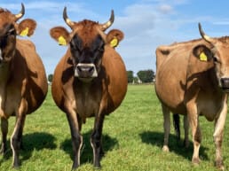 jersey koeien op een rij boerderij landlust maasland