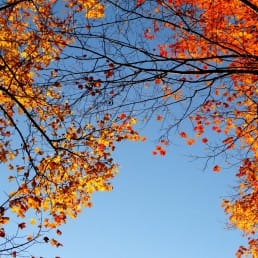 herfst midden-delfland puuur boom bladeren