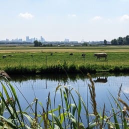 schapen in weiland met de skyline van Rotterdam in de achtergrond bij de Ackerdijkse plassen in Midden-Delfland