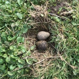 weidevogel broedseizoen kievitseieren kieviet eieren eitjes nest